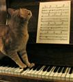 “Cat’s Fugue” is a one movement sonata for Harpsichord by Domenico Scarlatti. Innovatively arranged for Brass Quintet by Ray Thompson in F minor, this is ideal for amateur and professional ensembles.